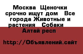 Москва! Щеночки срочно ищут дом - Все города Животные и растения » Собаки   . Алтай респ.